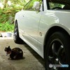 私も連れて行ってニャ