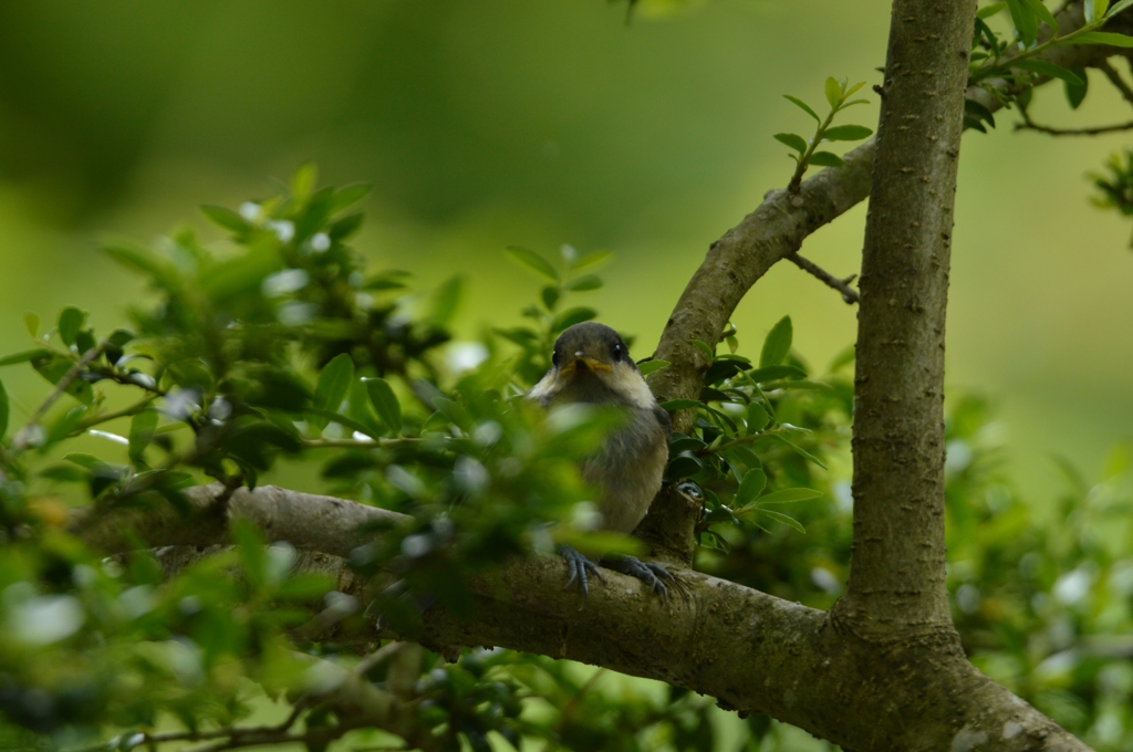 ついて来ちゃった
