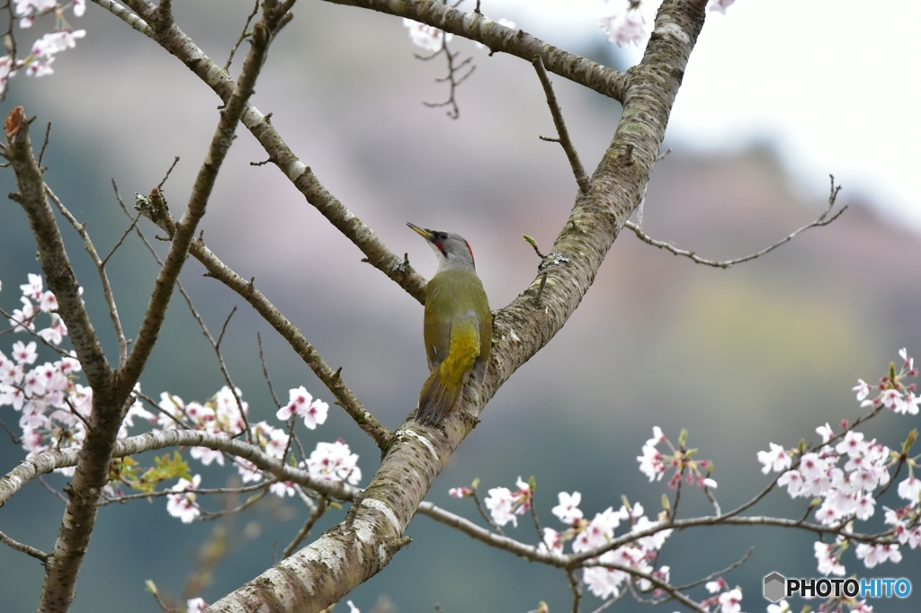 お花見中のアオゲラ Ⅰ
