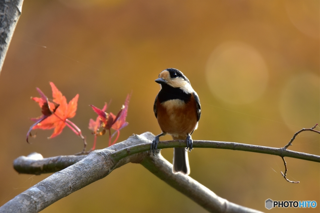 紅葉とヤマガラ Ⅰ