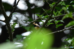 大人のヤマガラさん