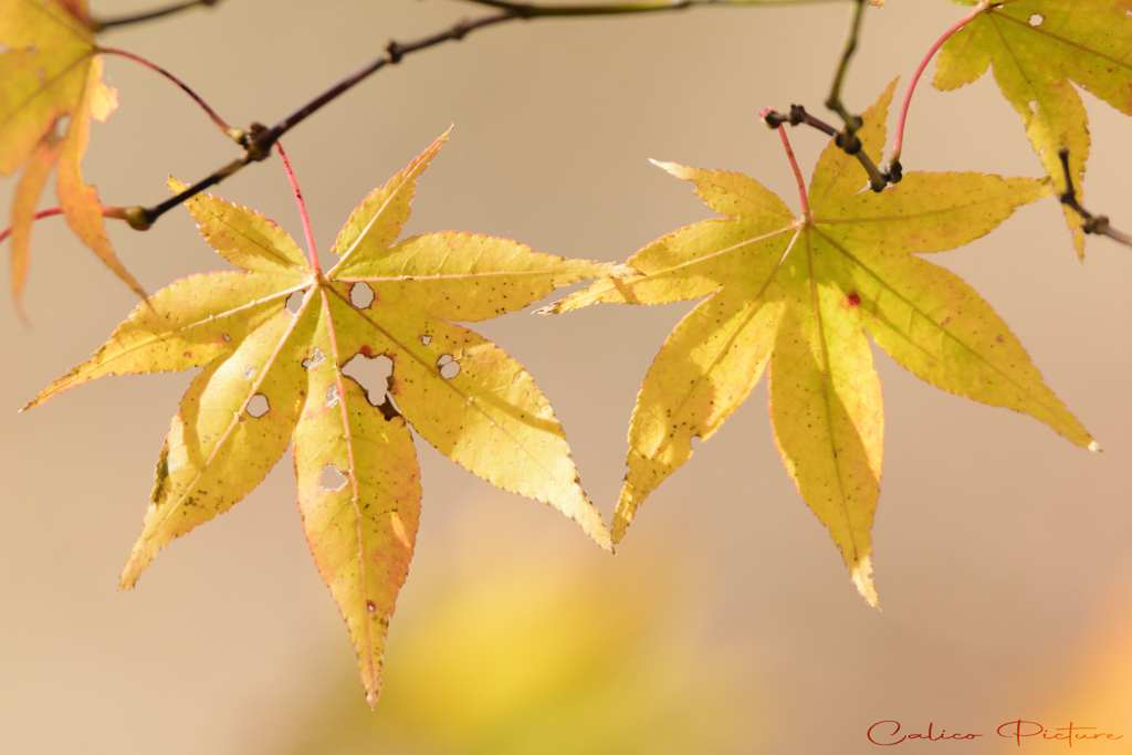 紅葉三様 Ⅰ