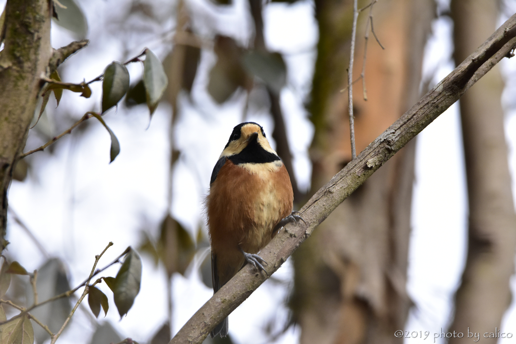 こっちがいいのだ！