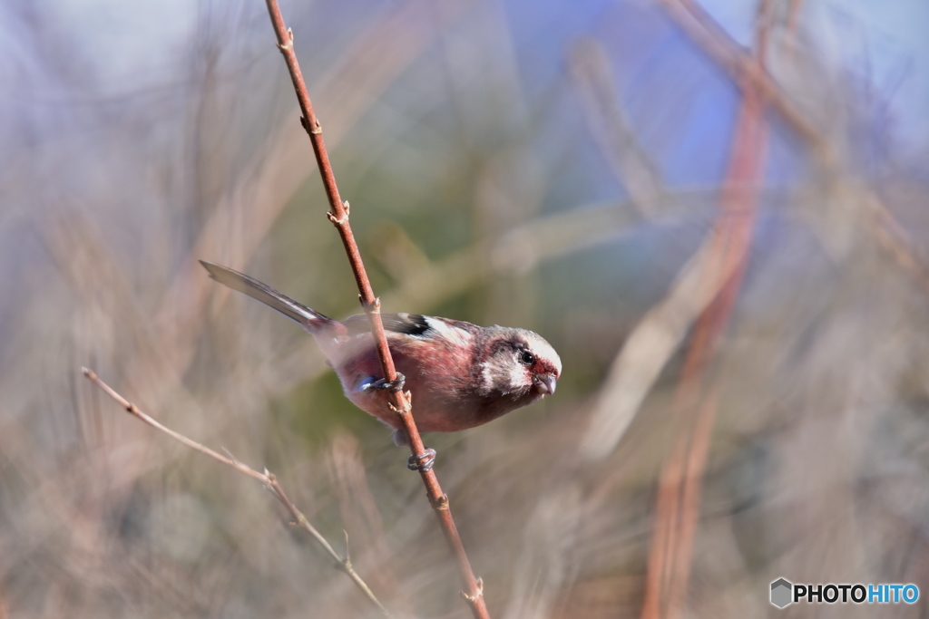 茂みの向こうから