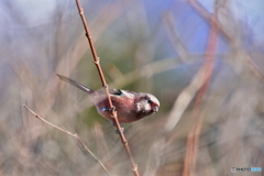 茂みの向こうから