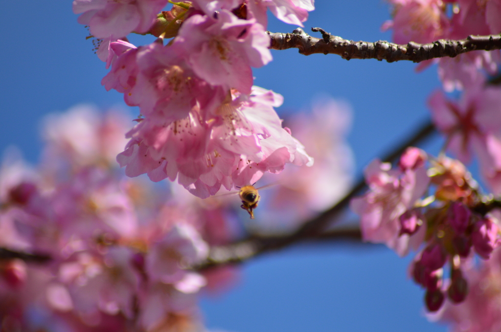 蜜を求めて