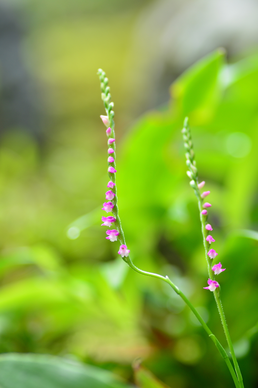 花の螺旋階段