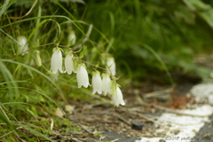 雨降花