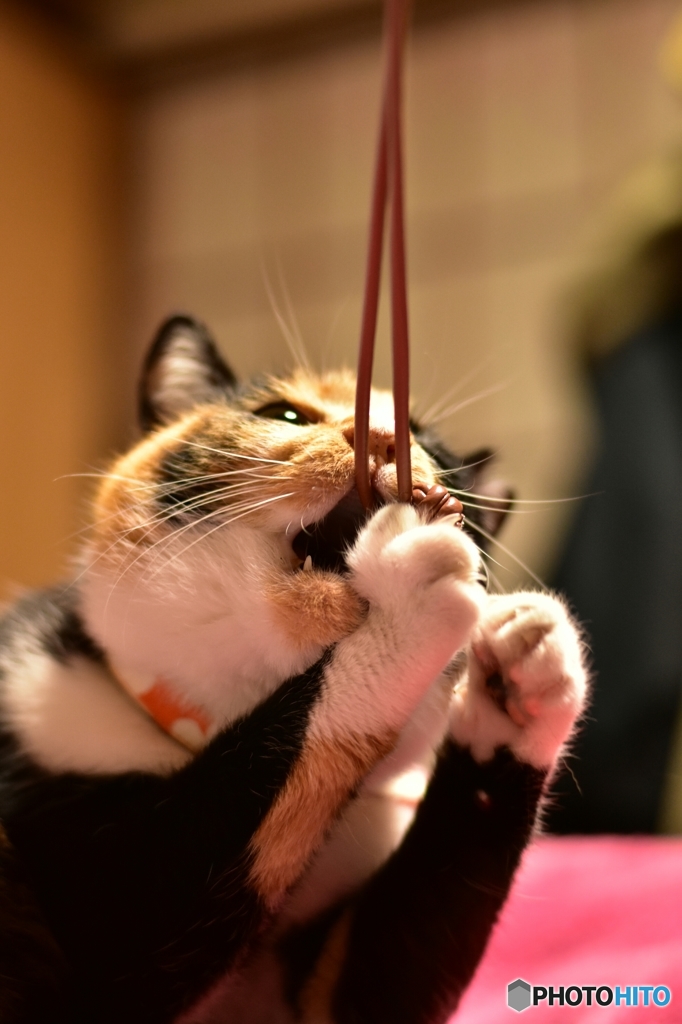 離さないニャ〜