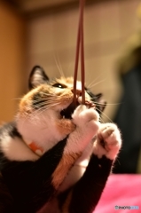 離さないニャ〜