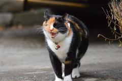そばに居たニャ