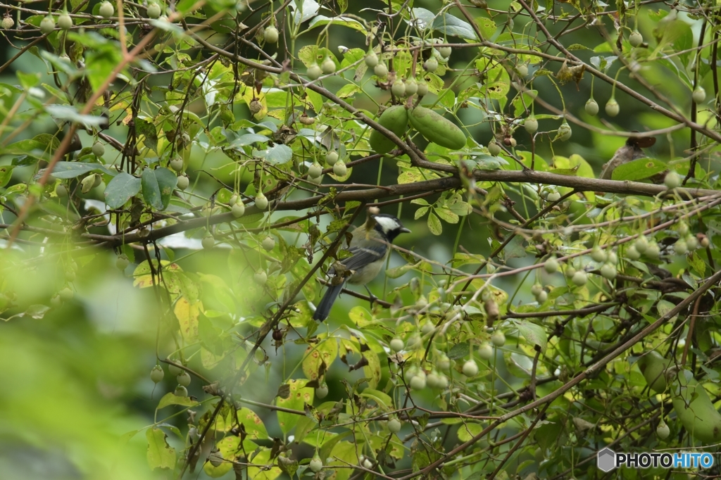 ご馳走がいっぱい