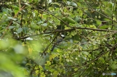 ご馳走がいっぱい ご馳走がいっぱい