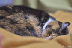 頑張ったニャ
