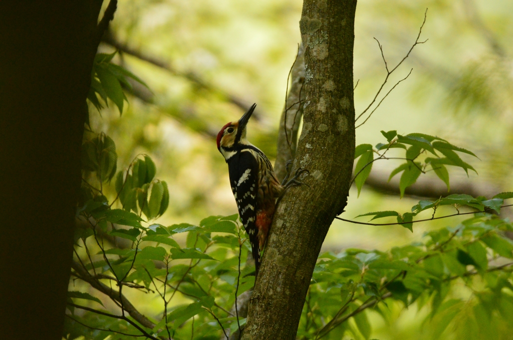White-backed woodpecker