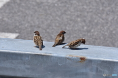 サーキットの雀 Ⅲ