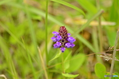 亜高山の草花達 Ⅲ