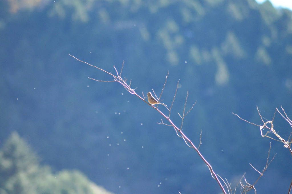 逆光とベニマシコ