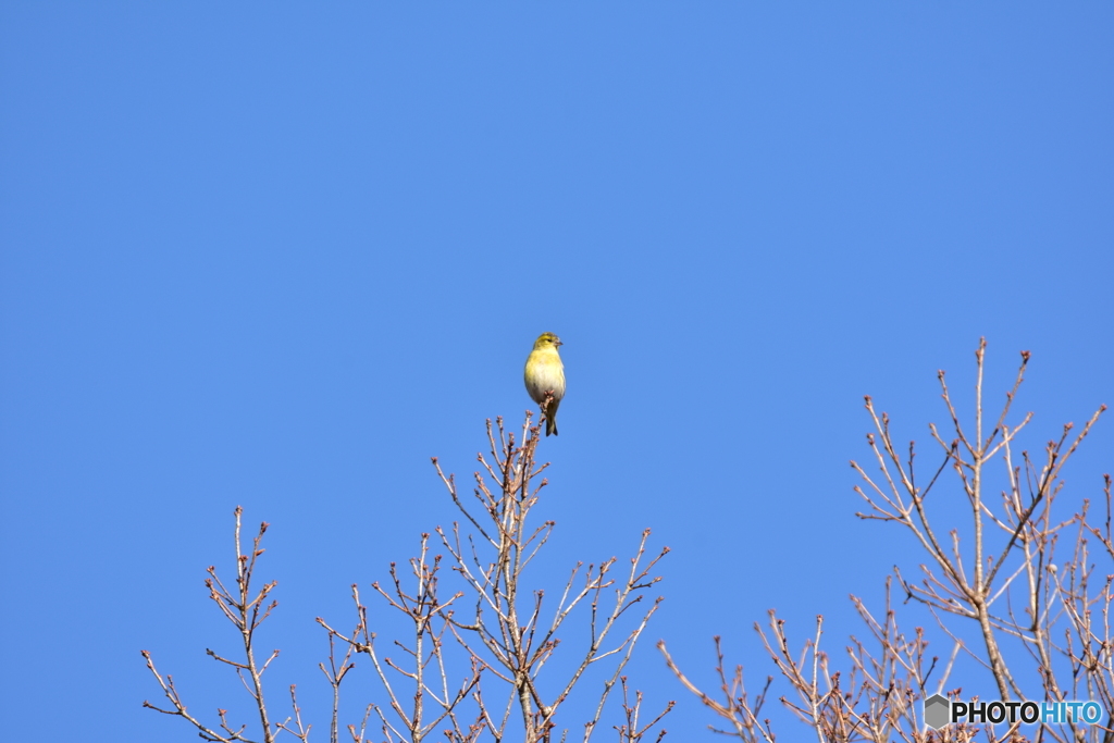冬鳥達 Ⅱ