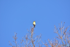 冬鳥達 Ⅱ