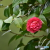 紅一点