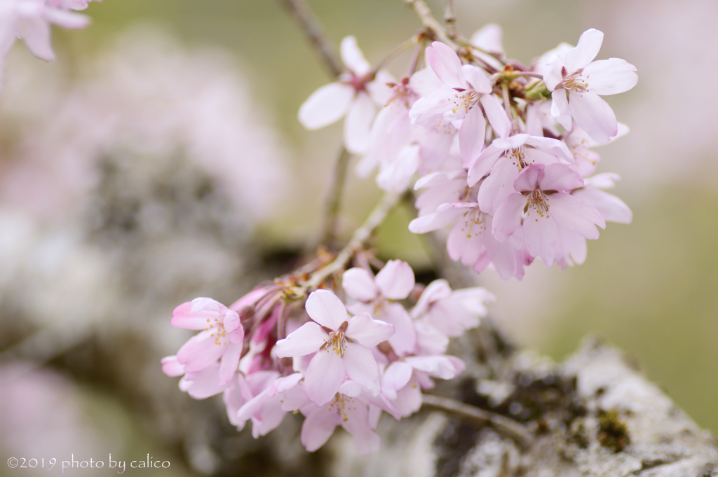 春花模様 Ⅲ