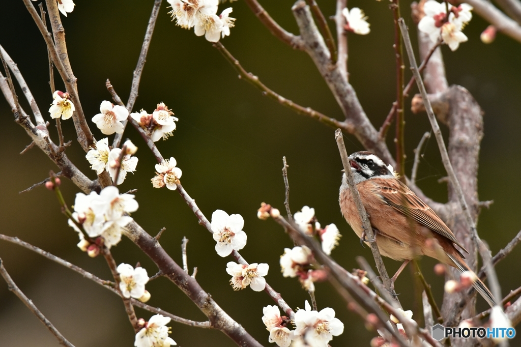 こっちの花は 見頃だよ