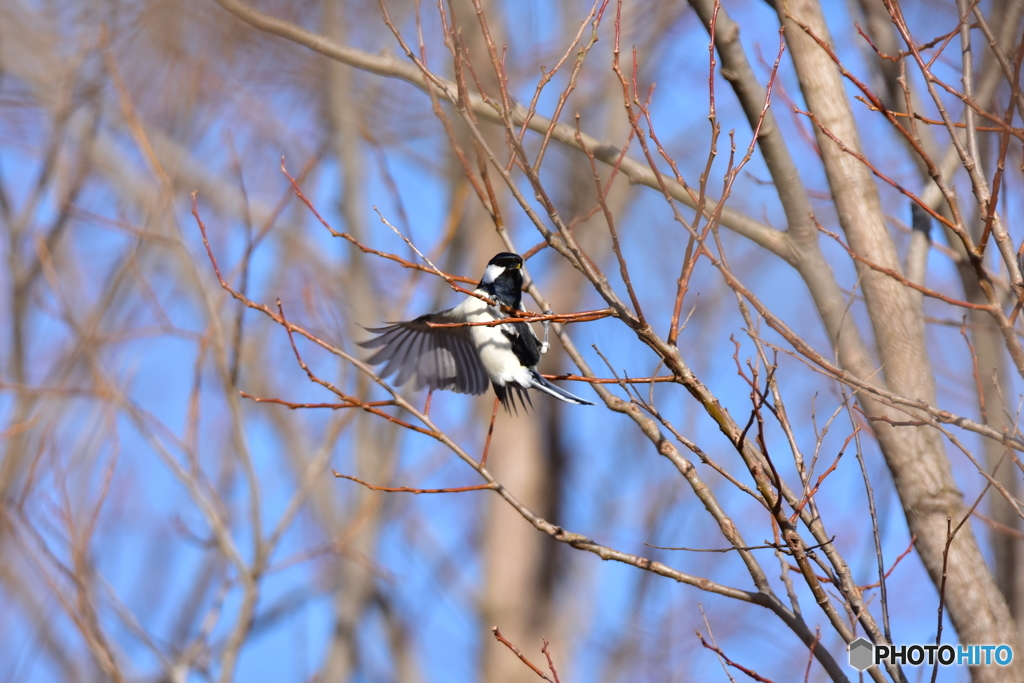 頑張るシジュウカラ ①