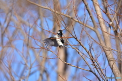 頑張るシジュウカラ ① 頑張るシジュウカラ ①
