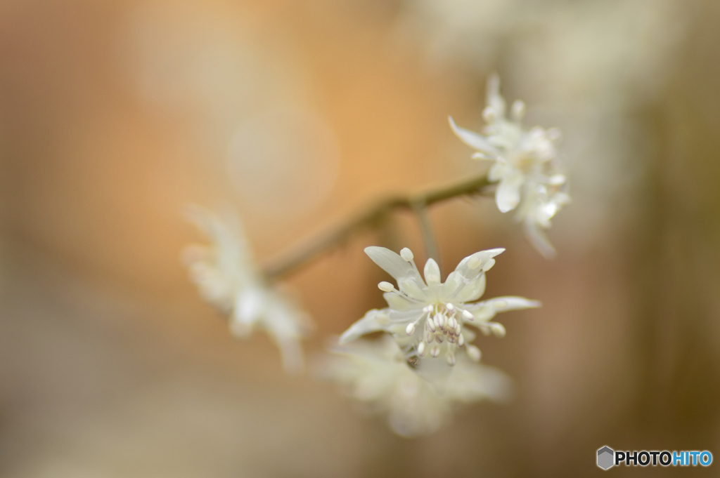 春へのいざない Ⅰ