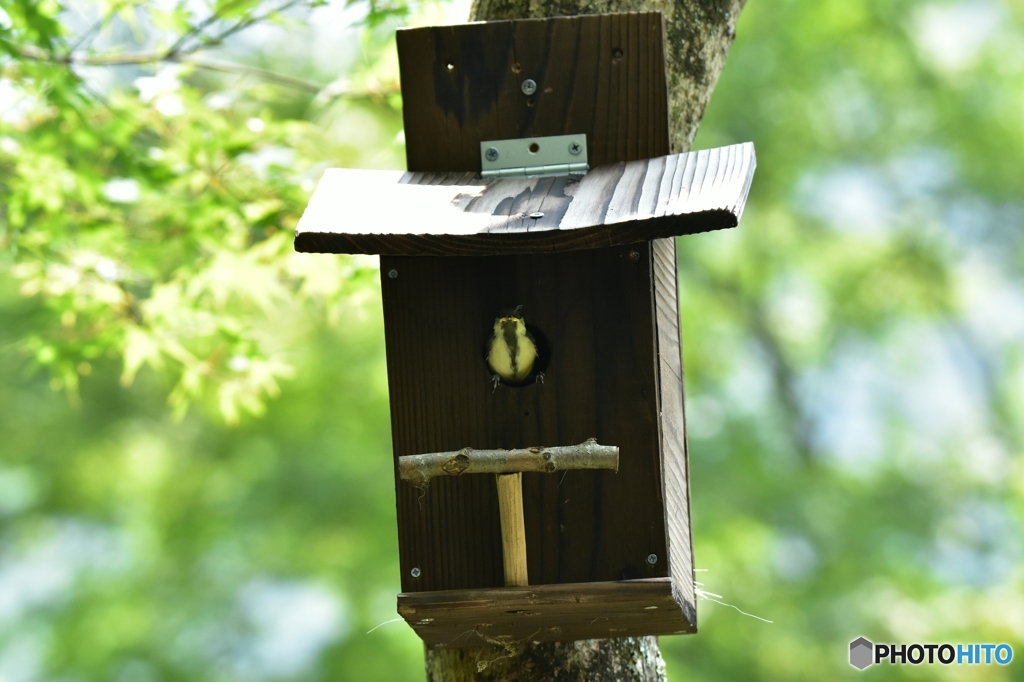 シジュウカラの巣立ち ①