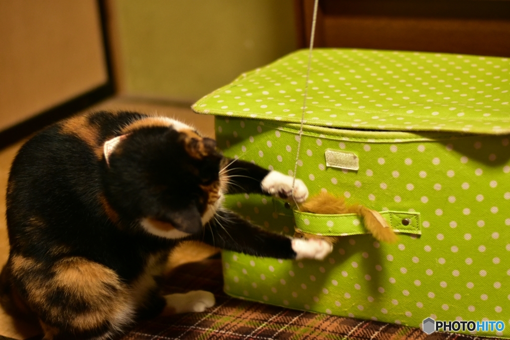 ニャんだおまえ？