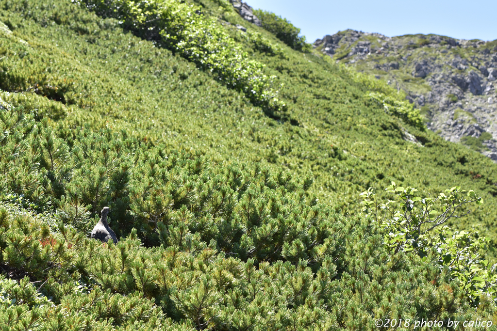 這松に守られて