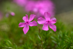 花芝咲く