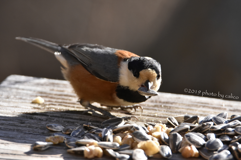 やっぱりヒマワリの種が好き！