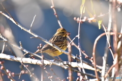 春の匂いを探して
