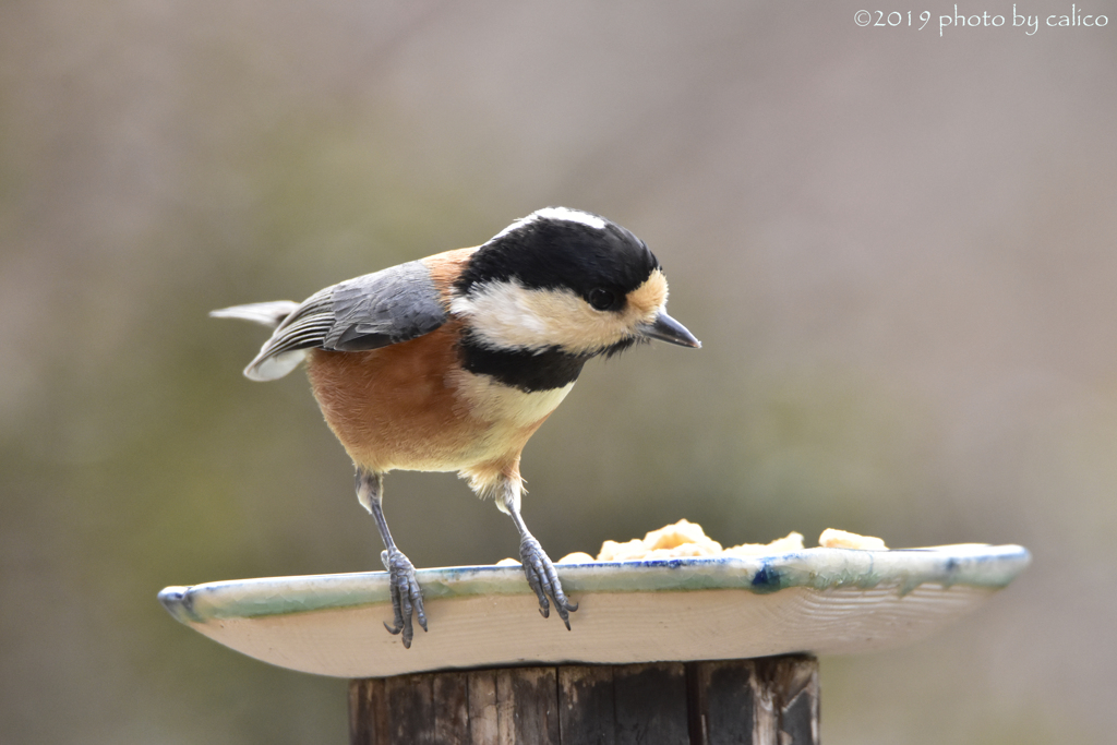 クルミはいらないかな…