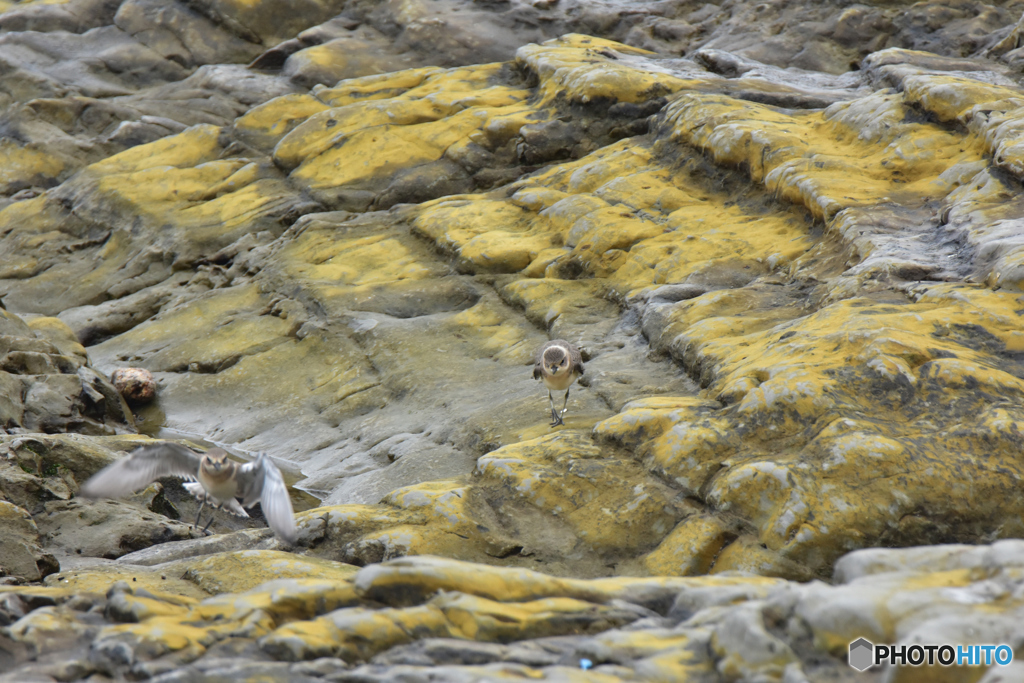 潮だまりを求めて