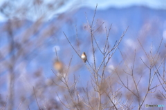 近くのアトリ 遠くのアトリ Ⅱ