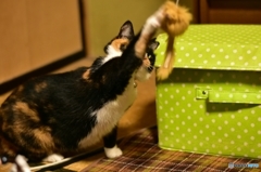 うつべしニャ！