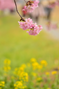 花に華を添える Ⅰ