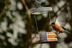 種 美味しいよ～