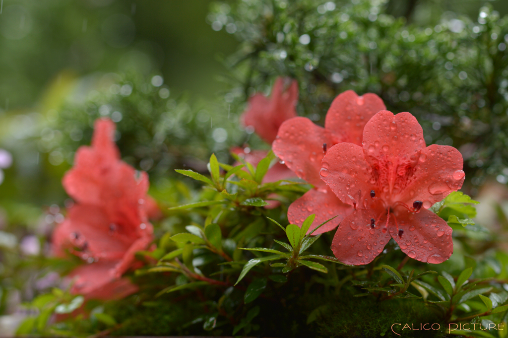 雨に躍る花