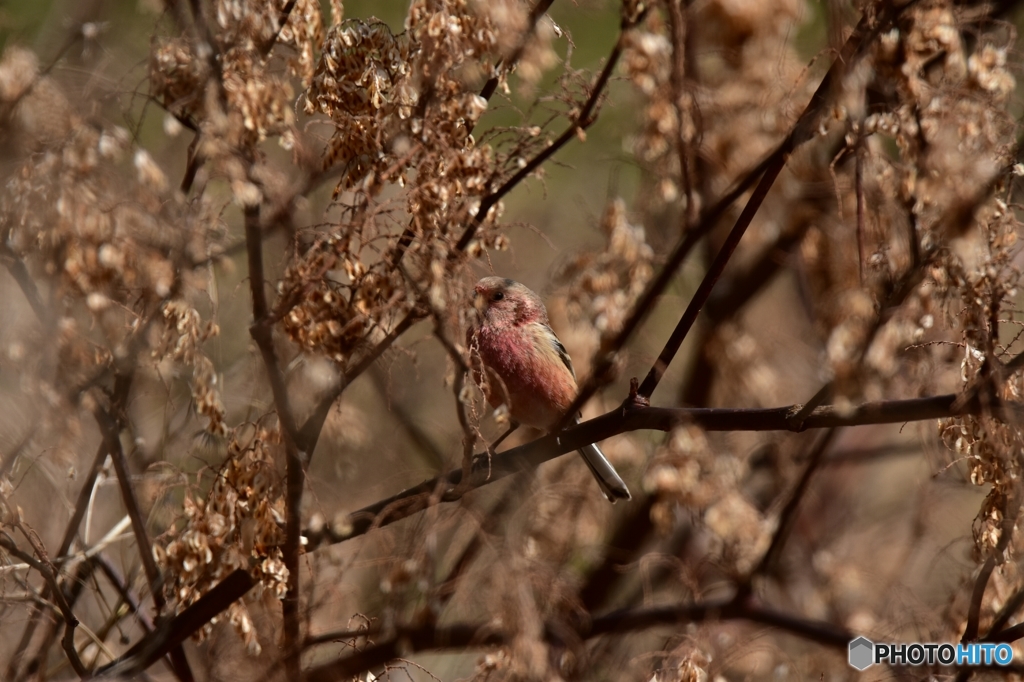 食事に夢中のベニマシコ