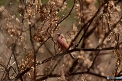 食事に夢中のベニマシコ