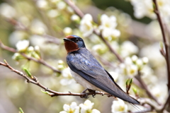 輝きを放つ黒藍色