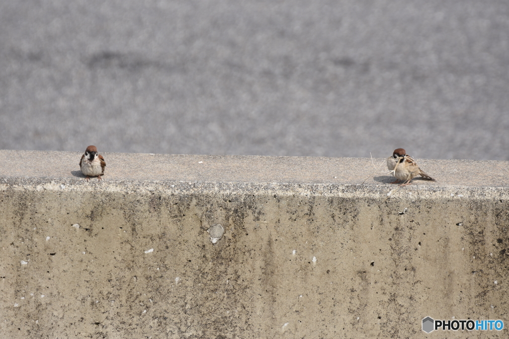 サーキットの雀 Ⅱ