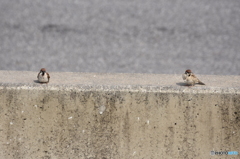 サーキットの雀 Ⅱ