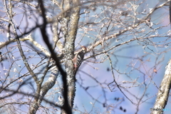 眠そうなオオアカゲラ