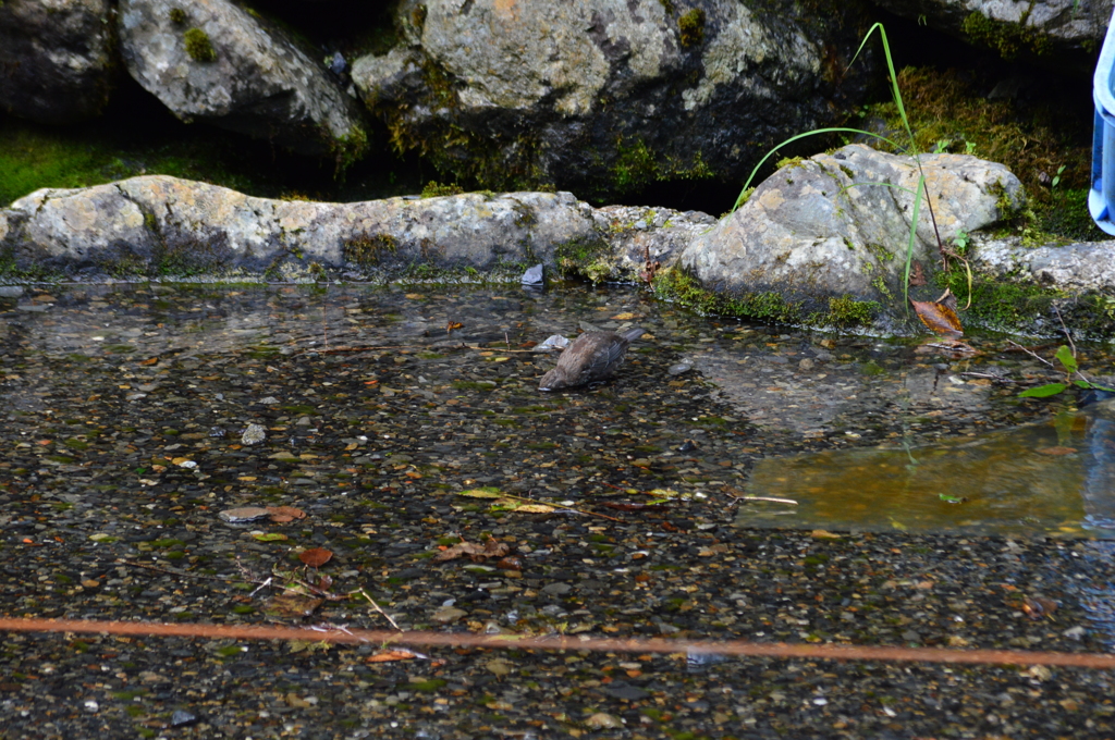 夏の日の山葵田